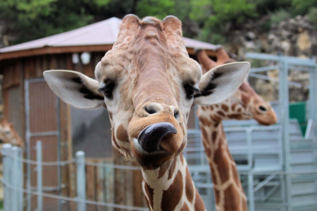 san antonio zoo teacher discount code