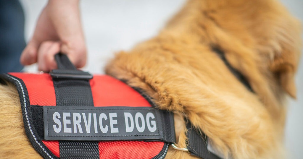 service dogs for veterans